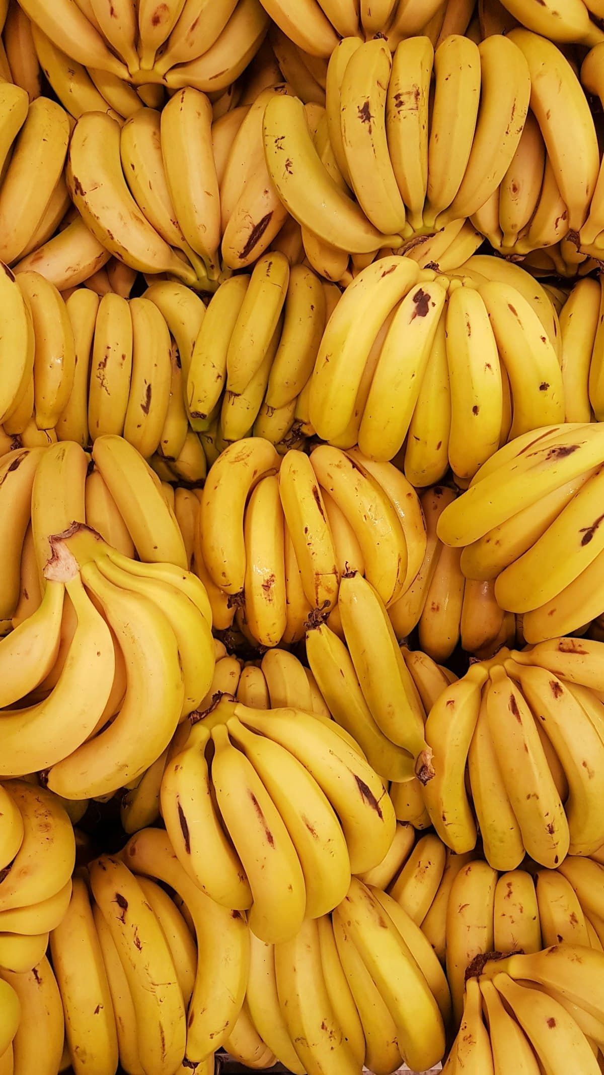 Sagor Banana (Kola)