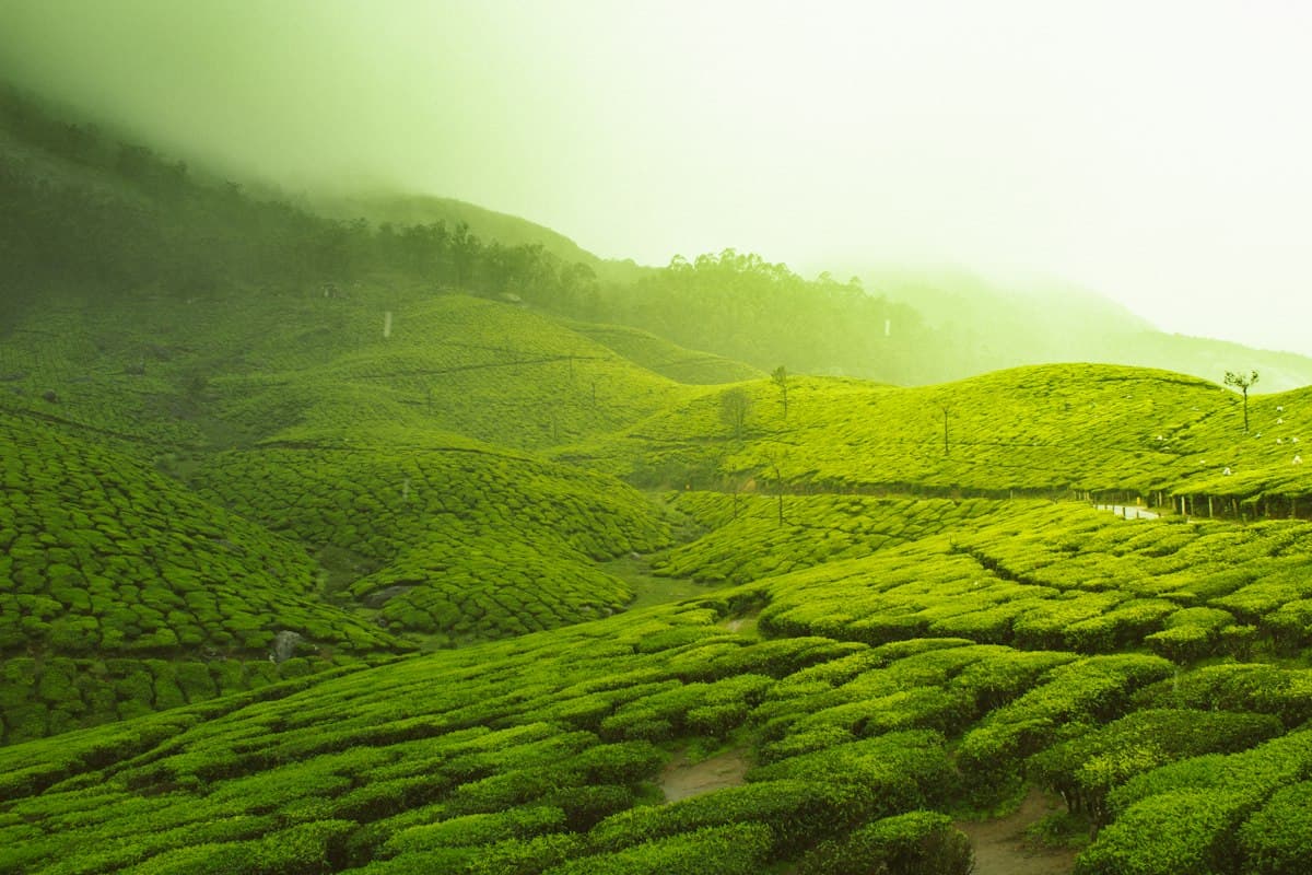 Rolling green tea gardens