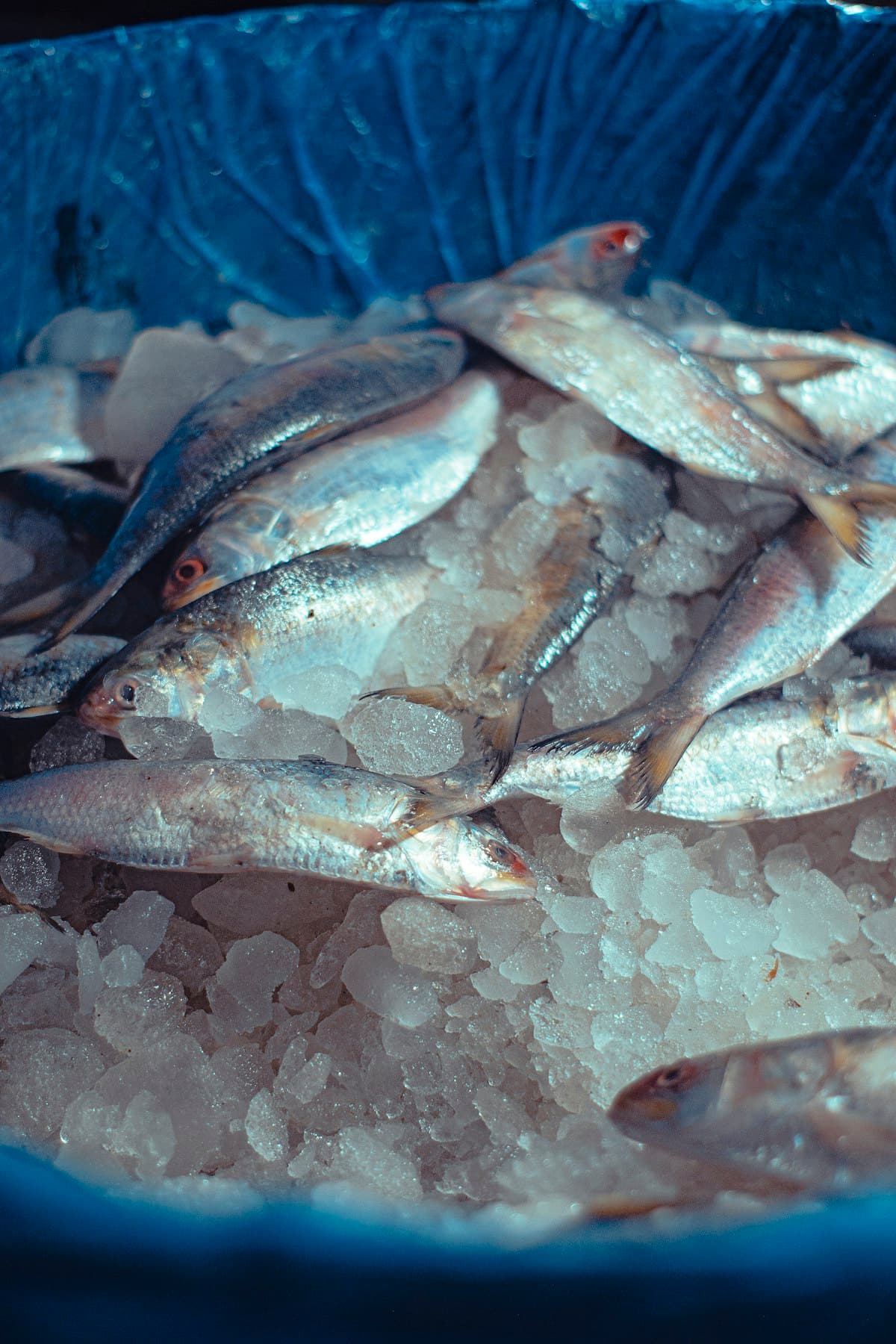 Padma Hilsa (Ilish), Cleaned