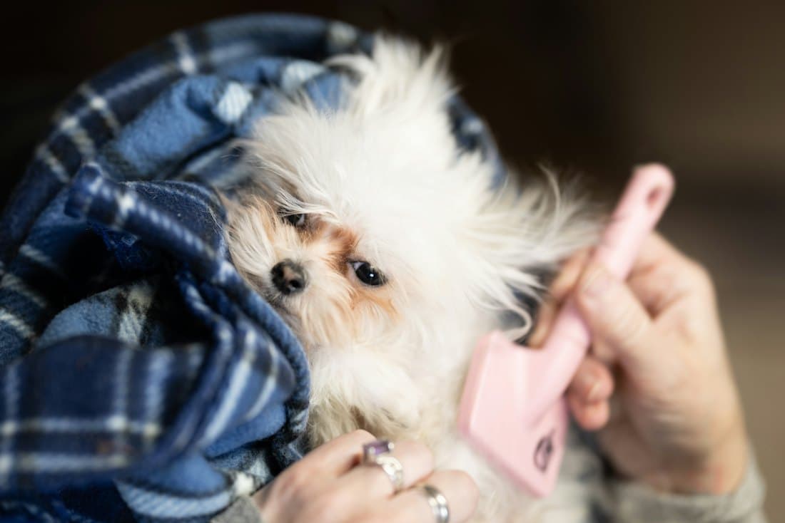 A small white dog wrapped in a blanket being brushed