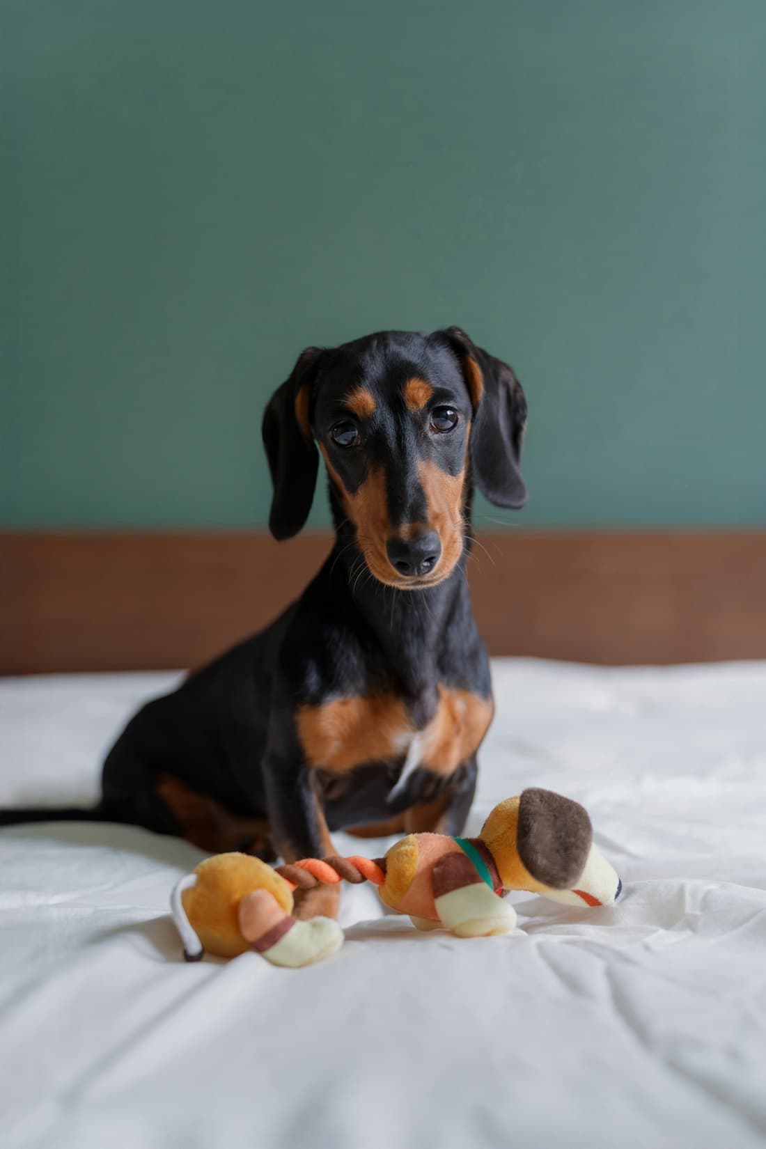 A dachshund sitting on a bed among its toys