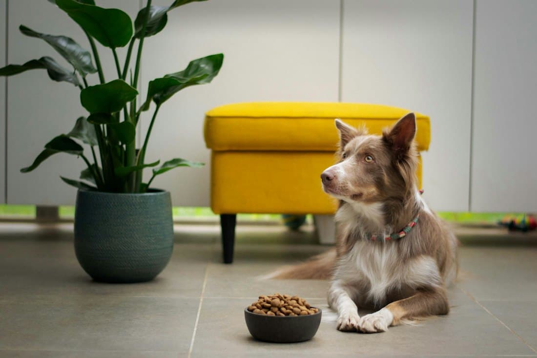 A dog lying beside its full food bowl in a bright living room