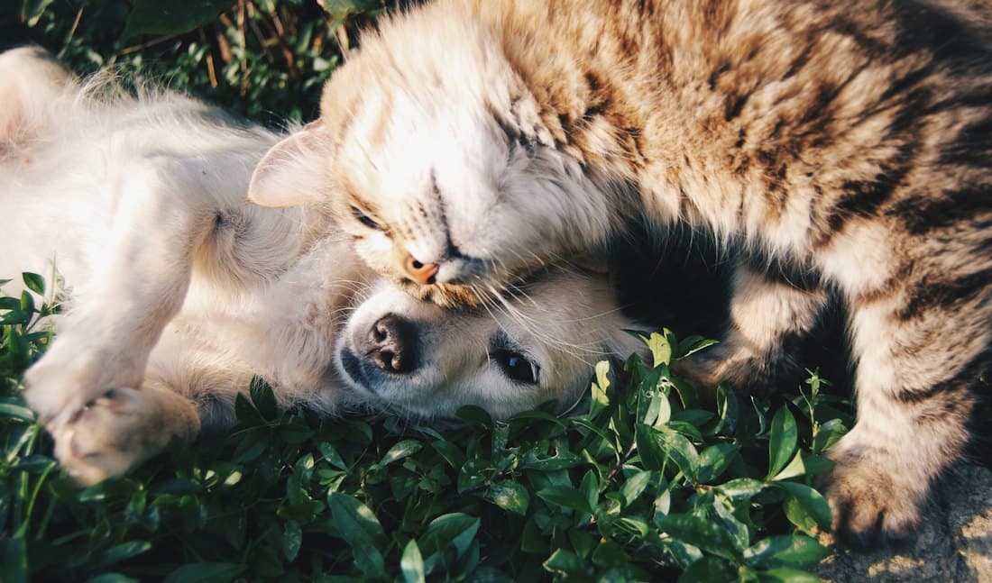 A white dog and a grey cat lying together on the grass